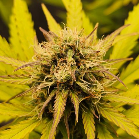Royal Critical Automatic growlog timeline photo