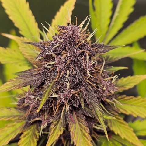 Purplematic CBD Automatic growlog timeline photo