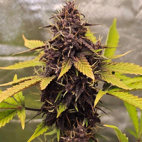 Purplematic CBD Automatic growlog timeline photo
