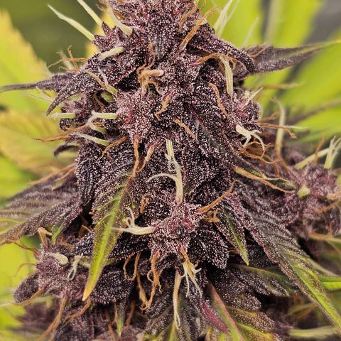 Purplematic CBD Automatic growlog timeline photo