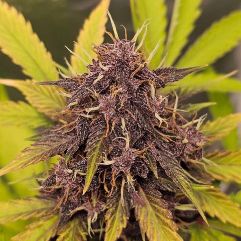 Purplematic CBD Automatic growlog timeline photo