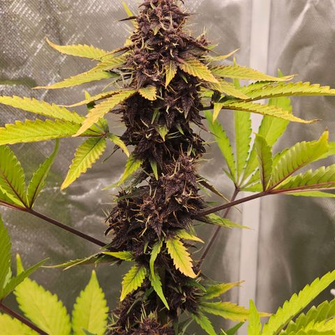 Purplematic CBD Automatic growlog timeline photo