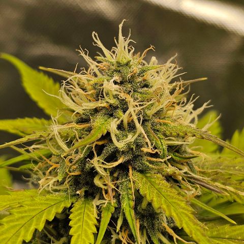 Triple G Automatic growlog timeline photo