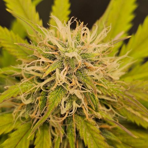 Triple G Automatic growlog timeline photo