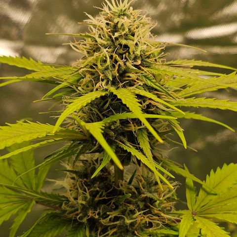 Triple G Automatic growlog timeline photo