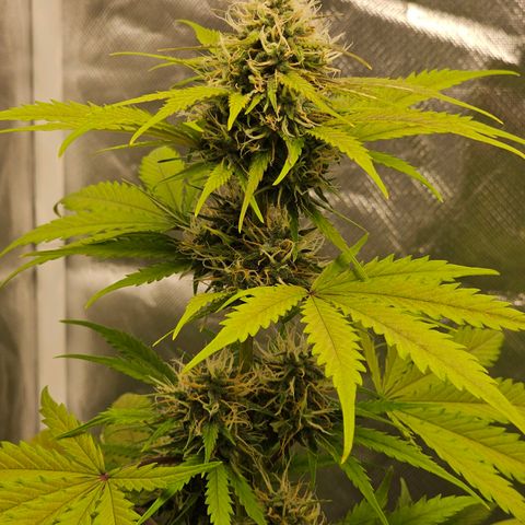 Triple G Automatic growlog timeline photo