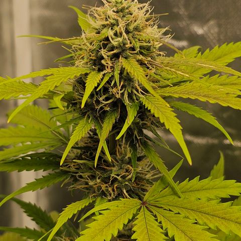 Triple G Automatic growlog timeline photo