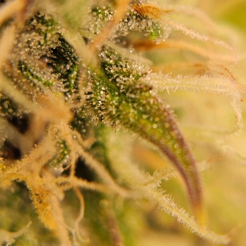 Triple G Automatic growlog timeline photo