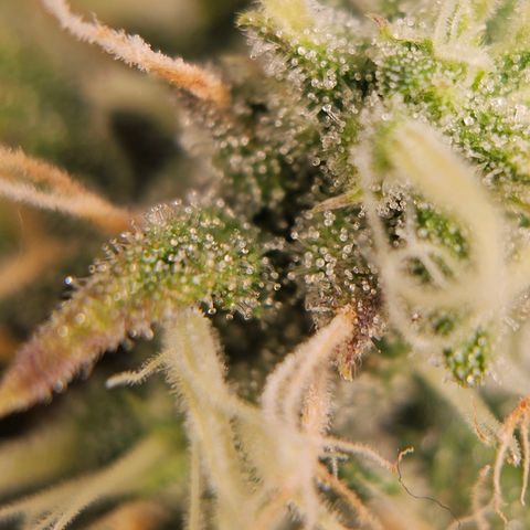 Triple G Automatic growlog timeline photo