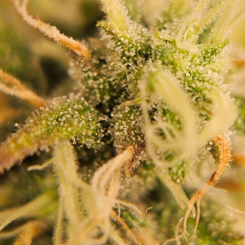Triple G Automatic growlog timeline photo
