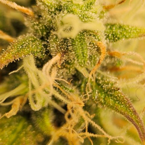Triple G Automatic growlog timeline photo
