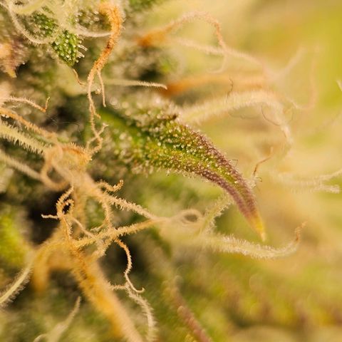 Triple G Automatic growlog timeline photo