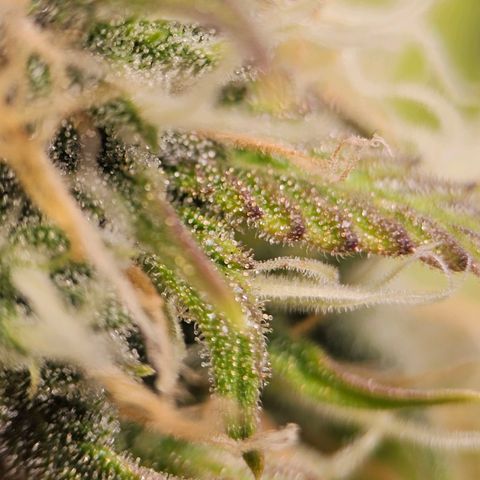 Triple G Automatic growlog timeline photo