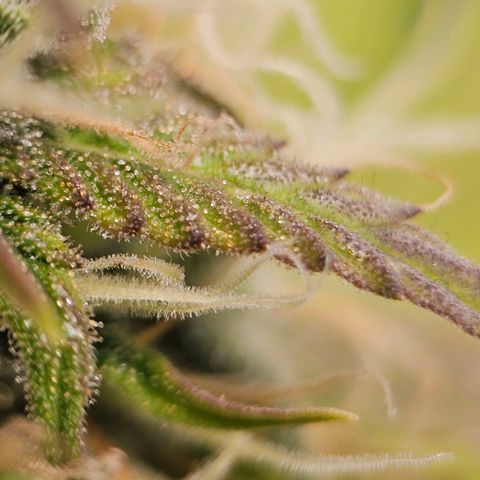 Triple G Automatic growlog timeline photo