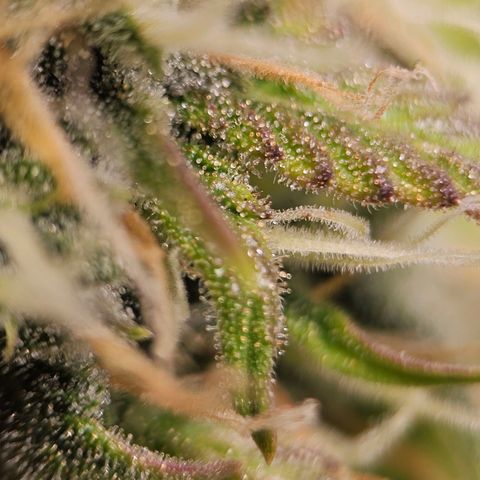 Triple G Automatic growlog timeline photo