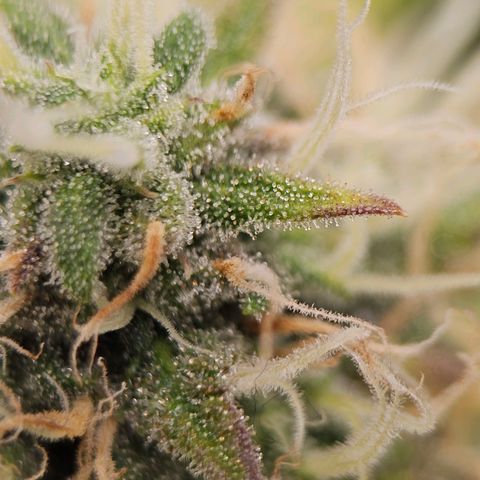 Triple G Automatic growlog timeline photo
