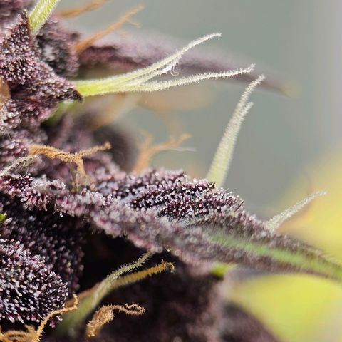 Purplematic CBD Automatic growlog timeline photo