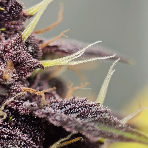 Purplematic CBD Automatic growlog timeline photo
