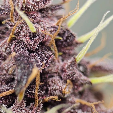 Purplematic CBD Automatic growlog timeline photo