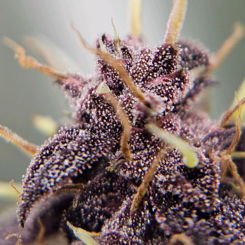 Purplematic CBD Automatic growlog timeline photo