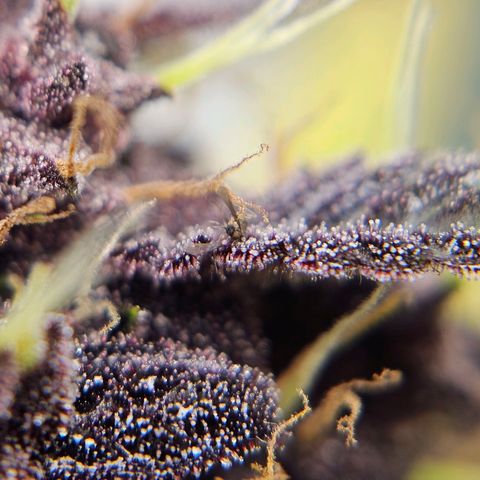 Purplematic CBD Automatic growlog timeline photo