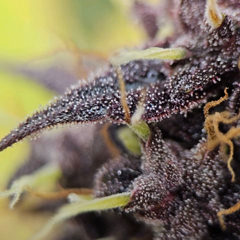 Purplematic CBD Automatic growlog timeline photo