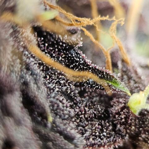 Purplematic CBD Automatic growlog timeline photo