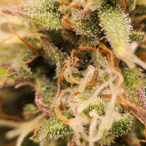 Royal Critical Automatic growlog timeline photo