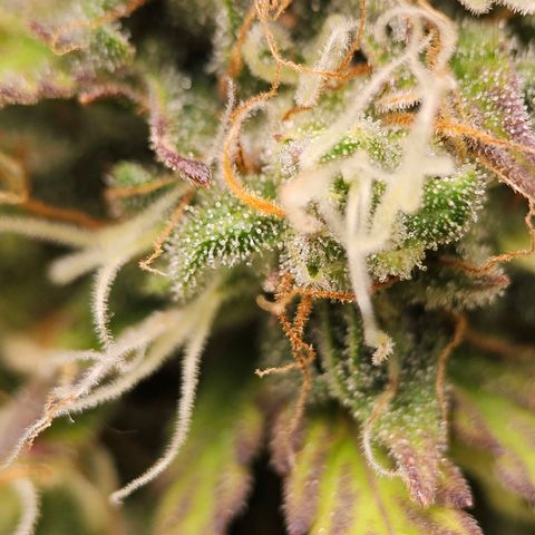 Royal Critical Automatic growlog timeline photo