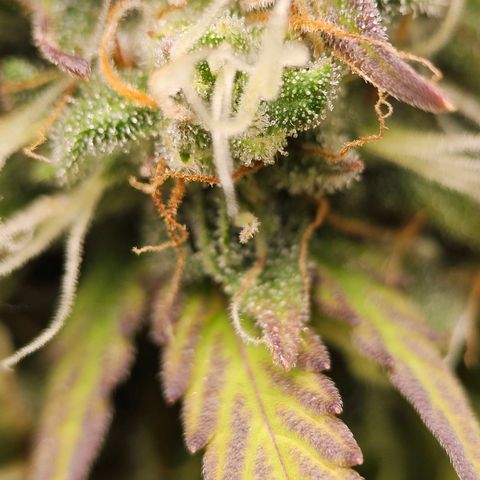 Royal Critical Automatic growlog timeline photo