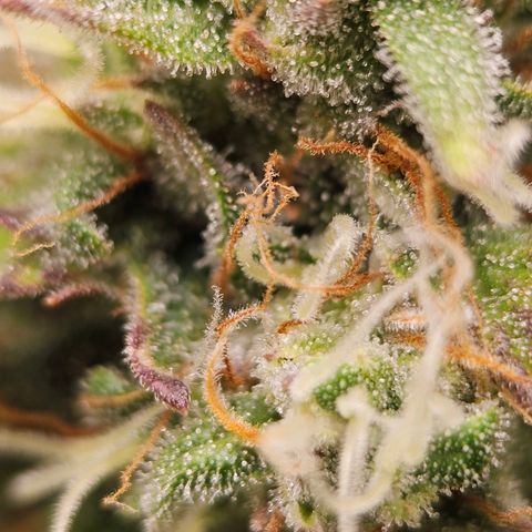 Royal Critical Automatic growlog timeline photo