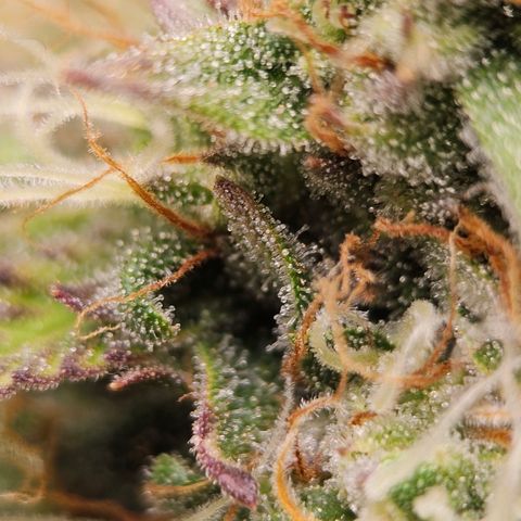 Royal Critical Automatic growlog timeline photo