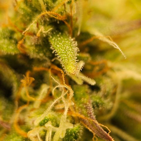 Royal Critical Automatic growlog timeline photo