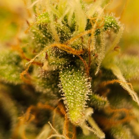 Royal Critical Automatic growlog timeline photo