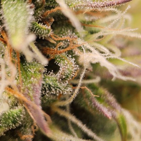 Royal Critical Automatic growlog timeline photo