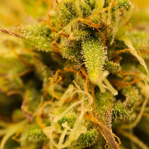 Royal Critical Automatic growlog timeline photo
