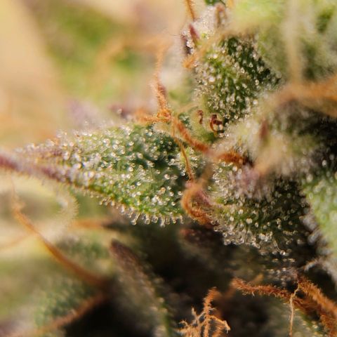 Royal Critical Automatic growlog timeline photo