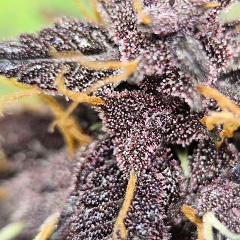Purplematic CBD Automatic growlog timeline photo