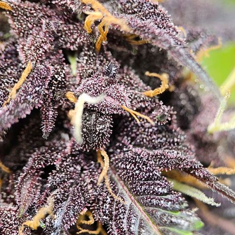 Purplematic CBD Automatic growlog timeline photo