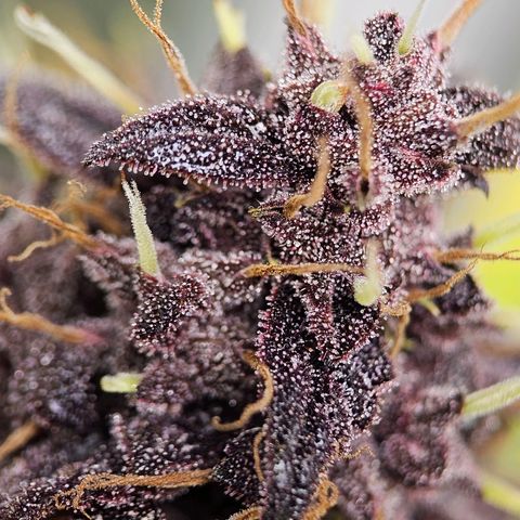 Purplematic CBD Automatic growlog timeline photo