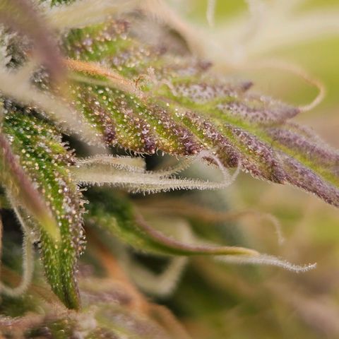 Triple G Automatic growlog timeline photo