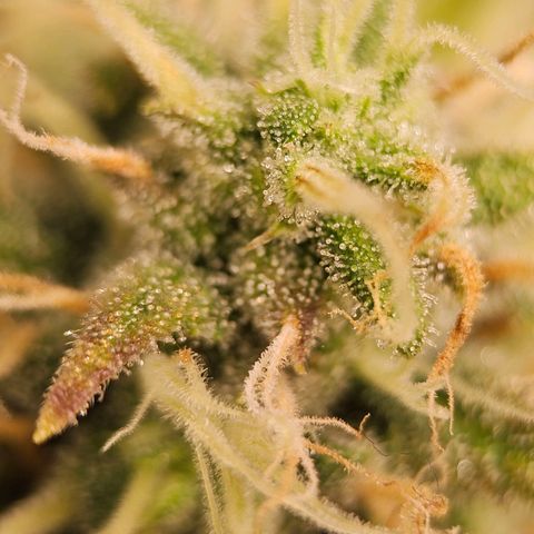 Triple G Automatic growlog timeline photo