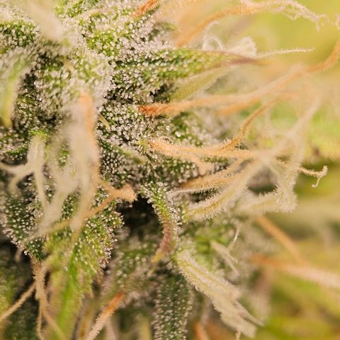 Triple G Automatic growlog timeline photo