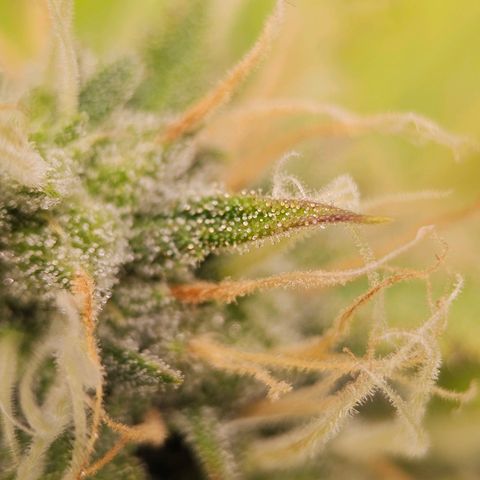 Triple G Automatic growlog timeline photo