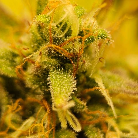 Royal Critical Automatic growlog timeline photo