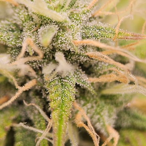Triple G Automatic growlog timeline photo