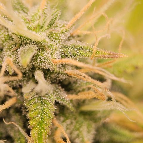 Triple G Automatic growlog timeline photo