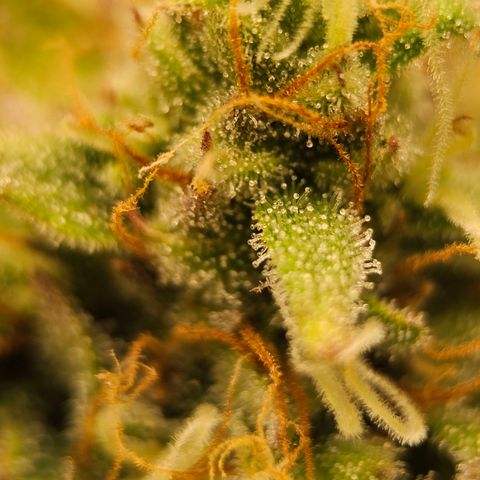 Royal Critical Automatic growlog timeline photo