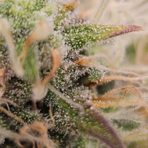 Triple G Automatic growlog timeline photo
