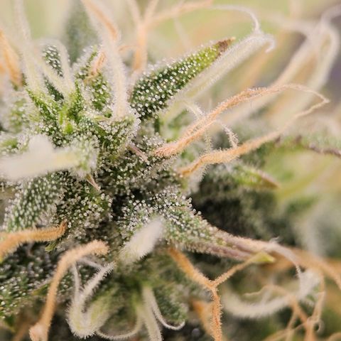 Triple G Automatic growlog timeline photo